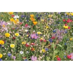 Sementes de flores silvestres com caixa Kit Sementes Wild Flower cor bege quinta vista