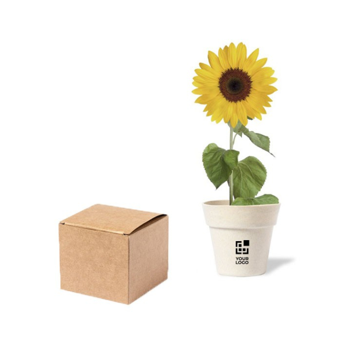 Vaso biodegradável com sementes de girassol SunFlower vista principal